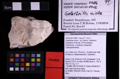 Foto (Objekt + Etiketten) von Galatheites aiola n. sp. (Robins, Feldmann, Schweitzer & Bonde, 2016) (NHMW-GEO-1990-0041-0486)